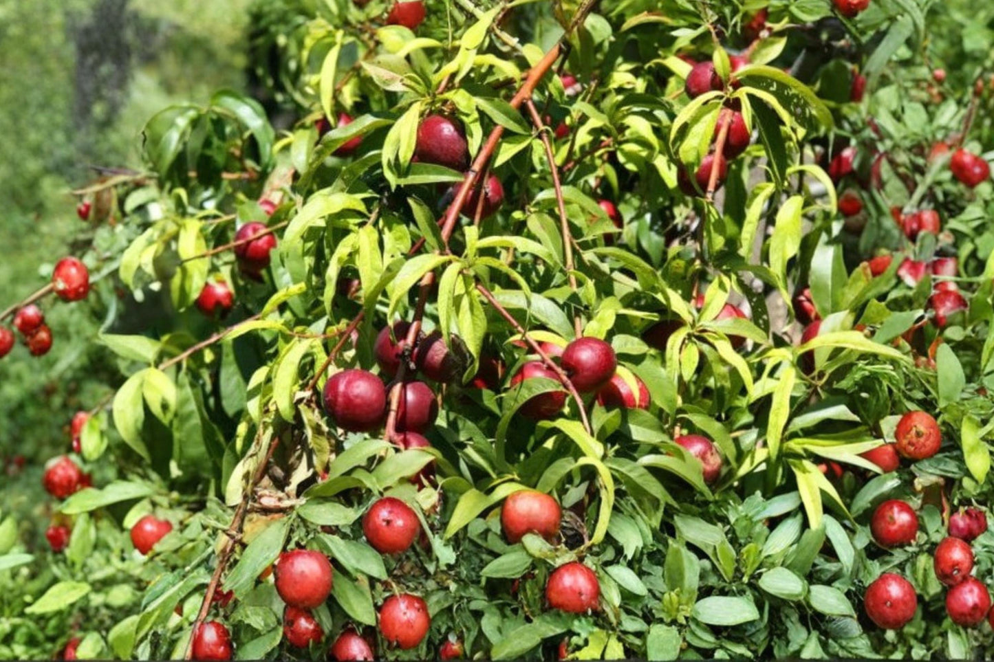Wild Plum 12 Cuttings Unrooted (Prunus americana) Hardwood Tree Cuttings
