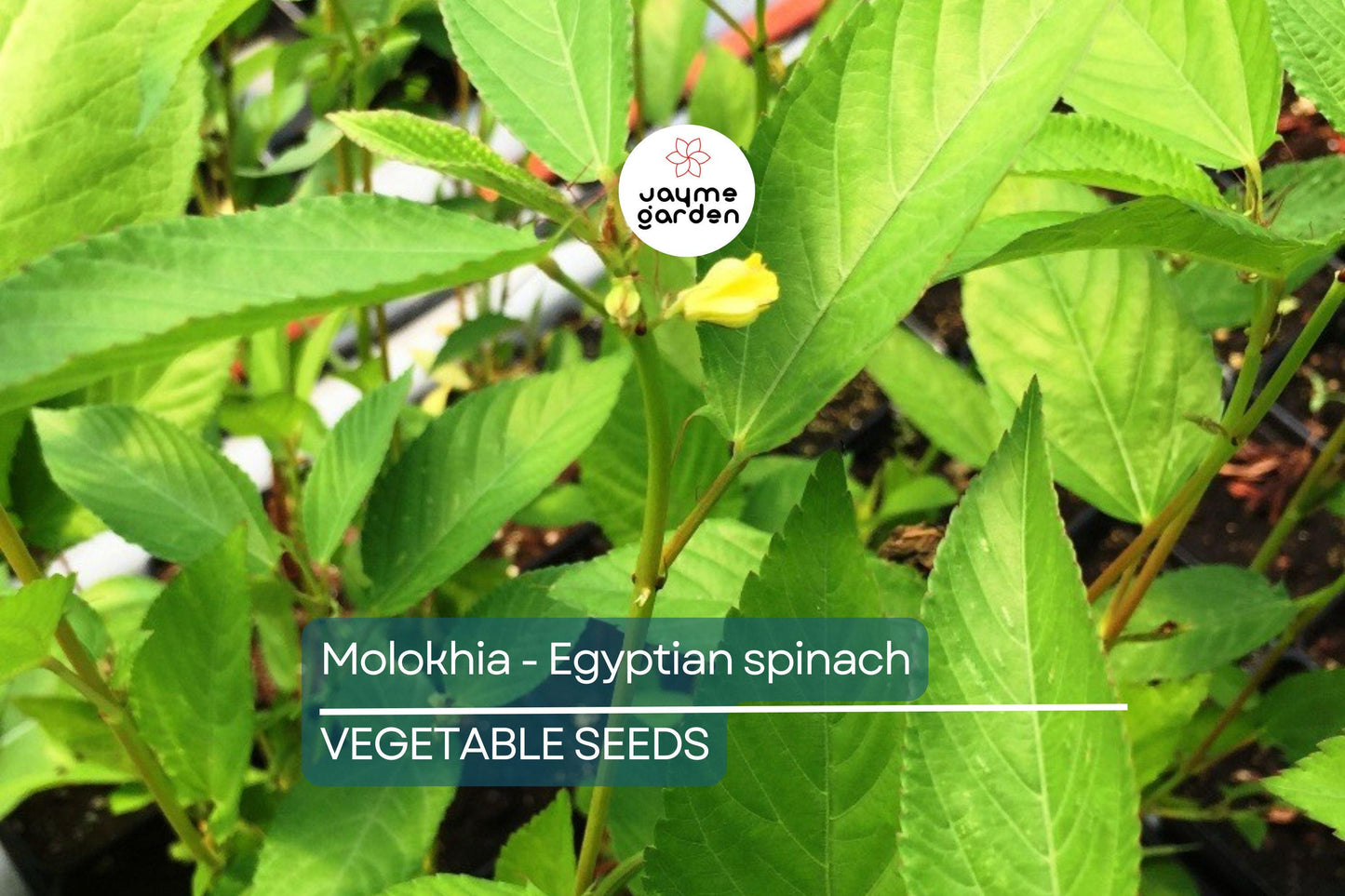 100 Molokhia Seeds | Egyptian Spinach (Corchorus olitorius) | Saluyot, Green Jute, Heirloom, Non-GMO