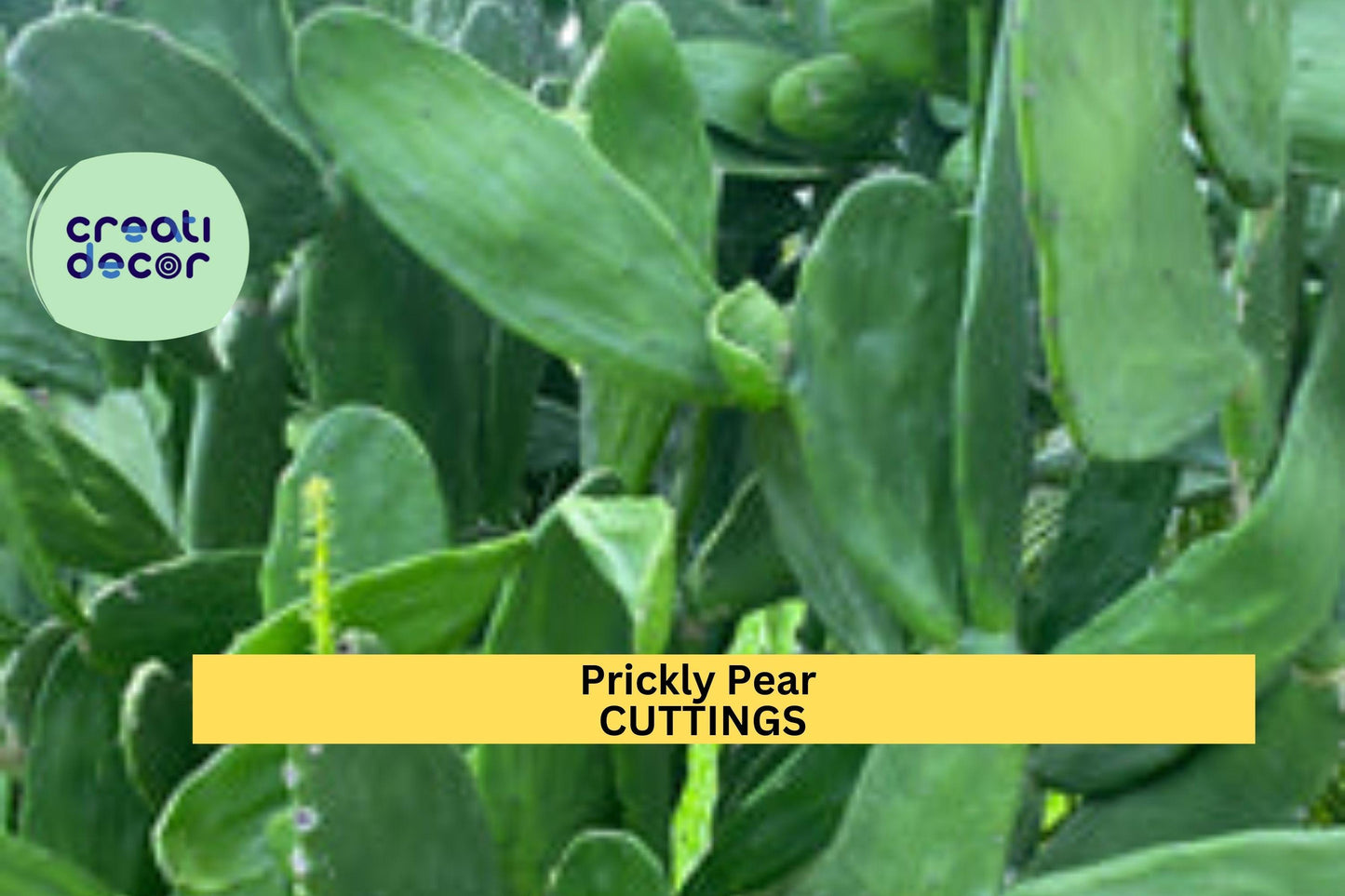 10 Organic Prickly Pear Cactus Pads | Edible Opuntia Cuttings | Large Unrooted Nopales for Growing or Cooking | Organic Grown