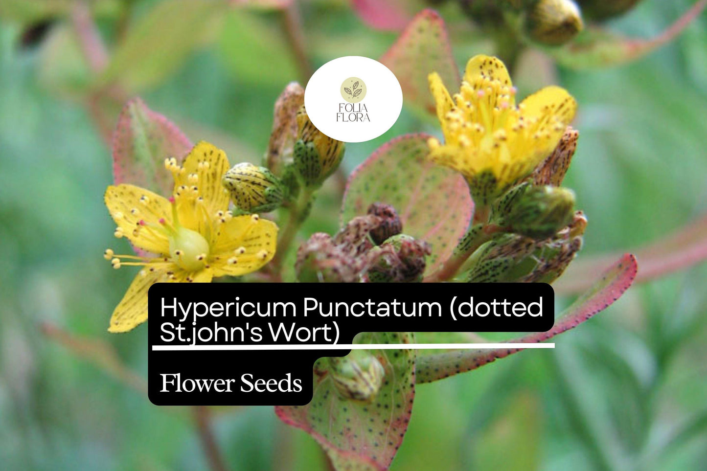 50mg Hypericum Punctatum Seeds, Dotted St. John's Wort, Native Wildflower for Pollinators