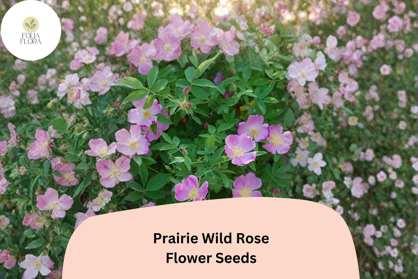 Prairie Wild Rose Seeds – 10 Rosa arkansana | Perennial Shrub for Pollinator, Prairie & Natural Gardens