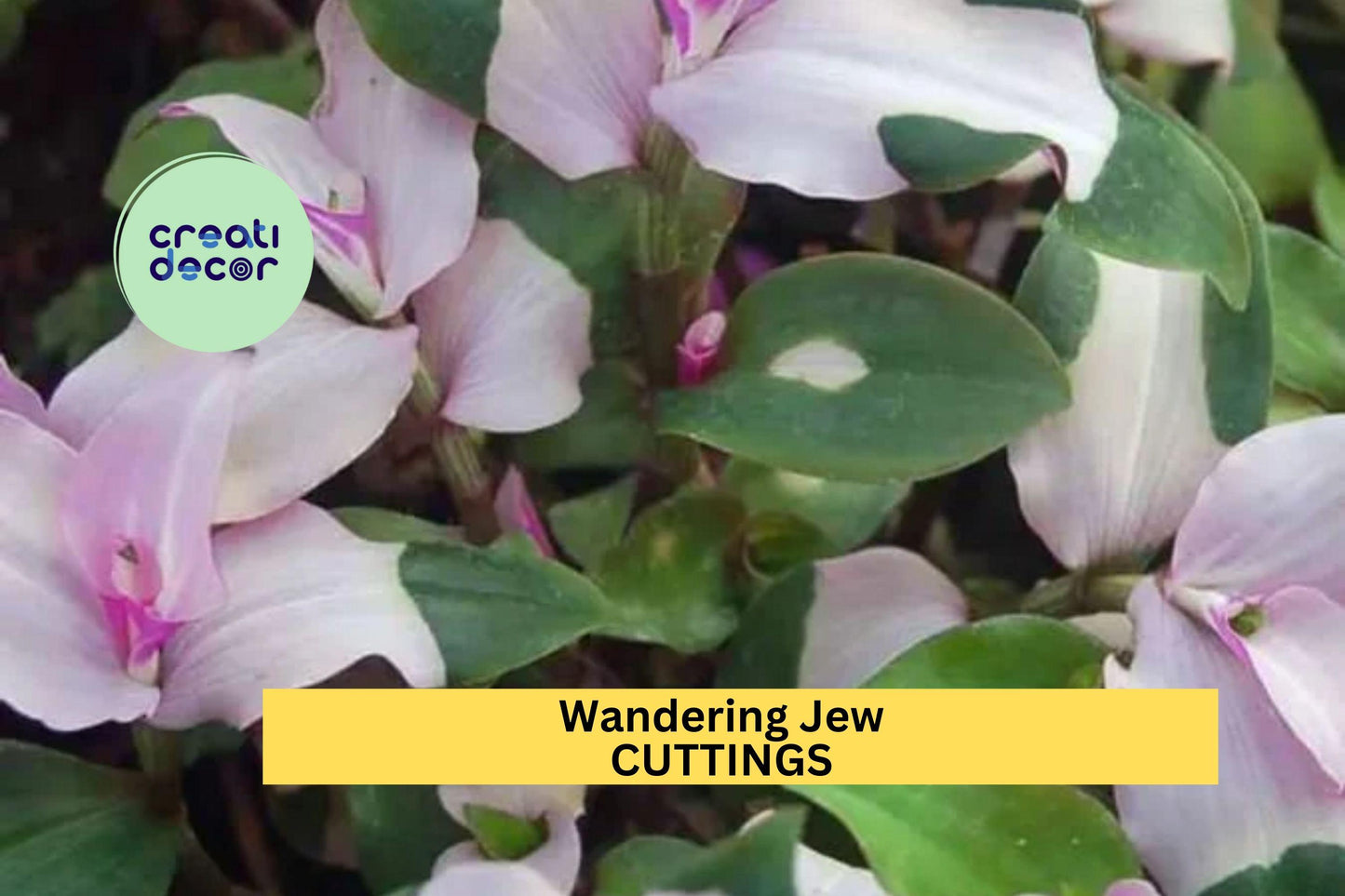 Blushing Maiden Tradescantia Cuttings (3) | Andersoniana Wandering Jew Plant | Variegated Houseplant | Easy to Root