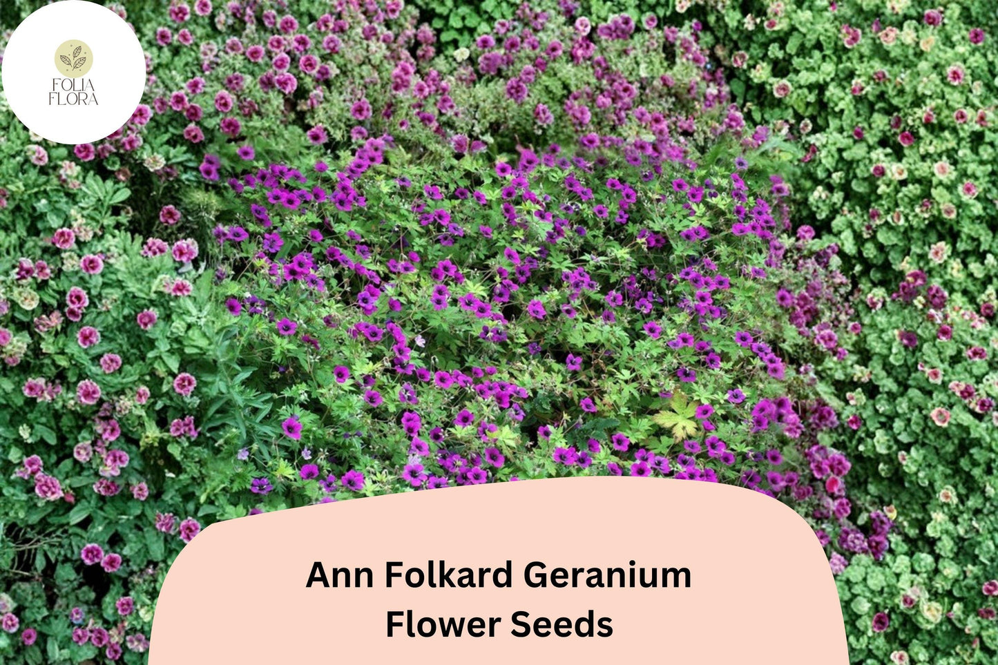 25+ Ann Folkard Geranium Seeds | Hardy Perennial Magenta Cranesbill | Long-Blooming Garden Flower