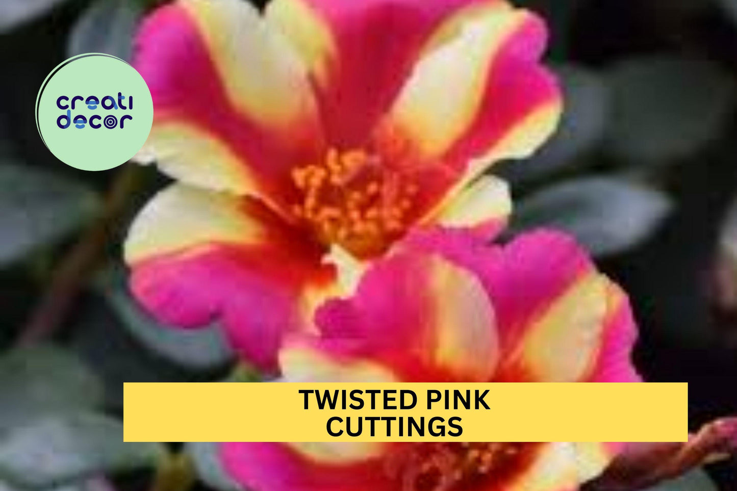 5 Twisted Pink Portulaca Cuttings – Purslane/Portulaca oleracea for Easy Rooting, Heat-Loving Groundcover – USA Seller