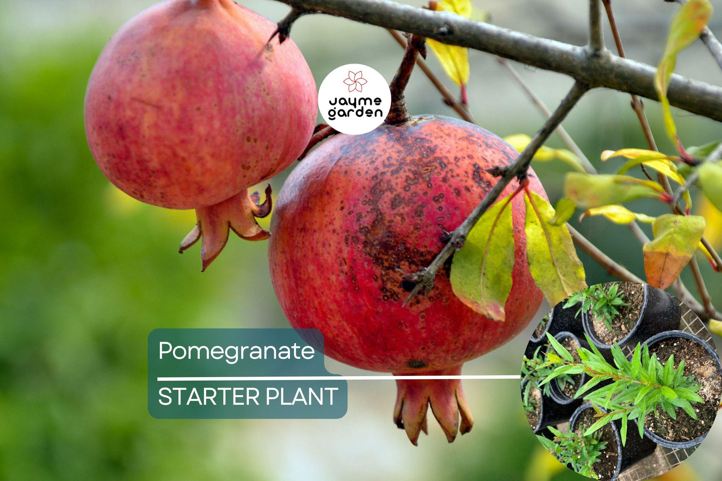 1 Pomegranate Tree (Punica granatum) Tropical Starter Plant 10ā-24ā | Hardy Fruit Tree for Gardens or Containers