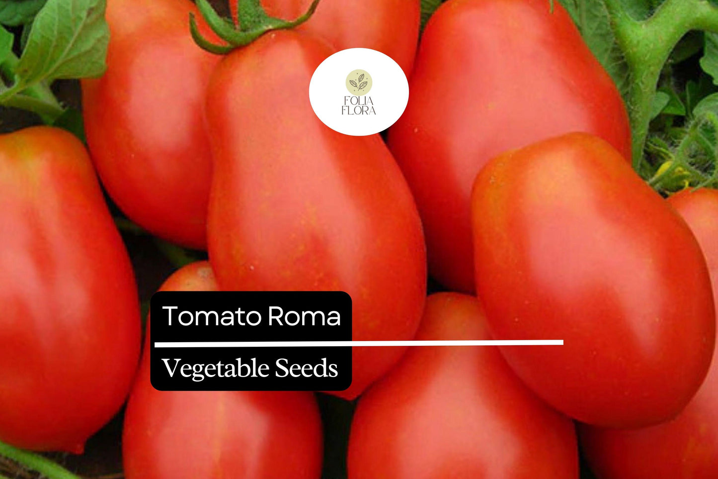 50 Seeds Tomato Roma (Solanum lycopersicum) – Classic Heirloom Plum Tomato for Sauces, Soups, and Canning