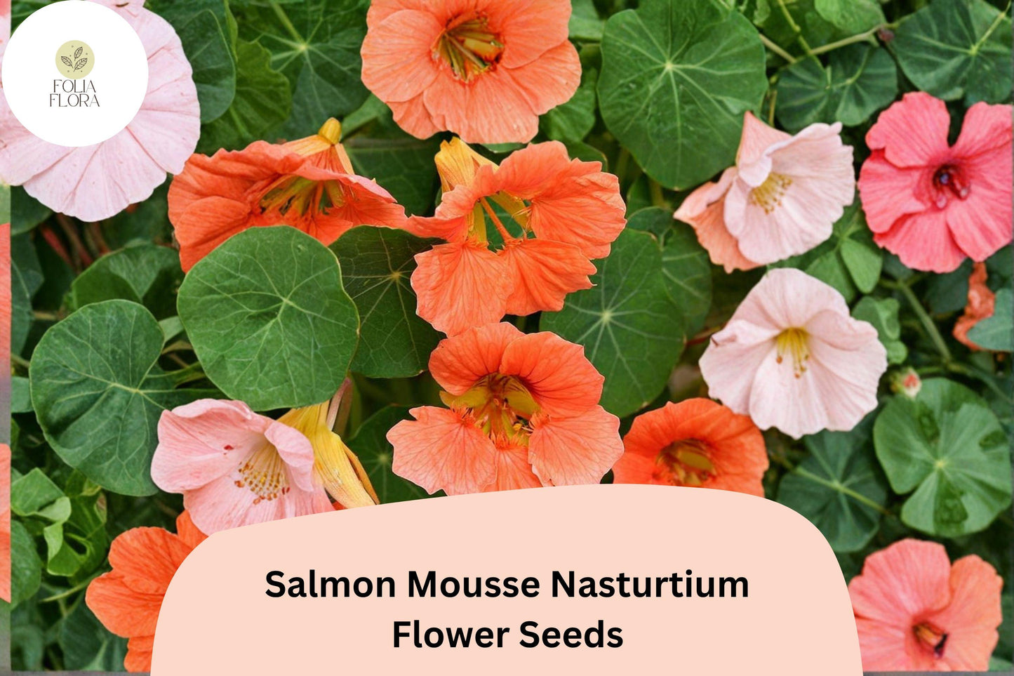 50+ Salmon Mousse Nasturtium Seeds | Tropaeolum majus | Soft Salmon-Peach Blooms | Compact Annual for Garden