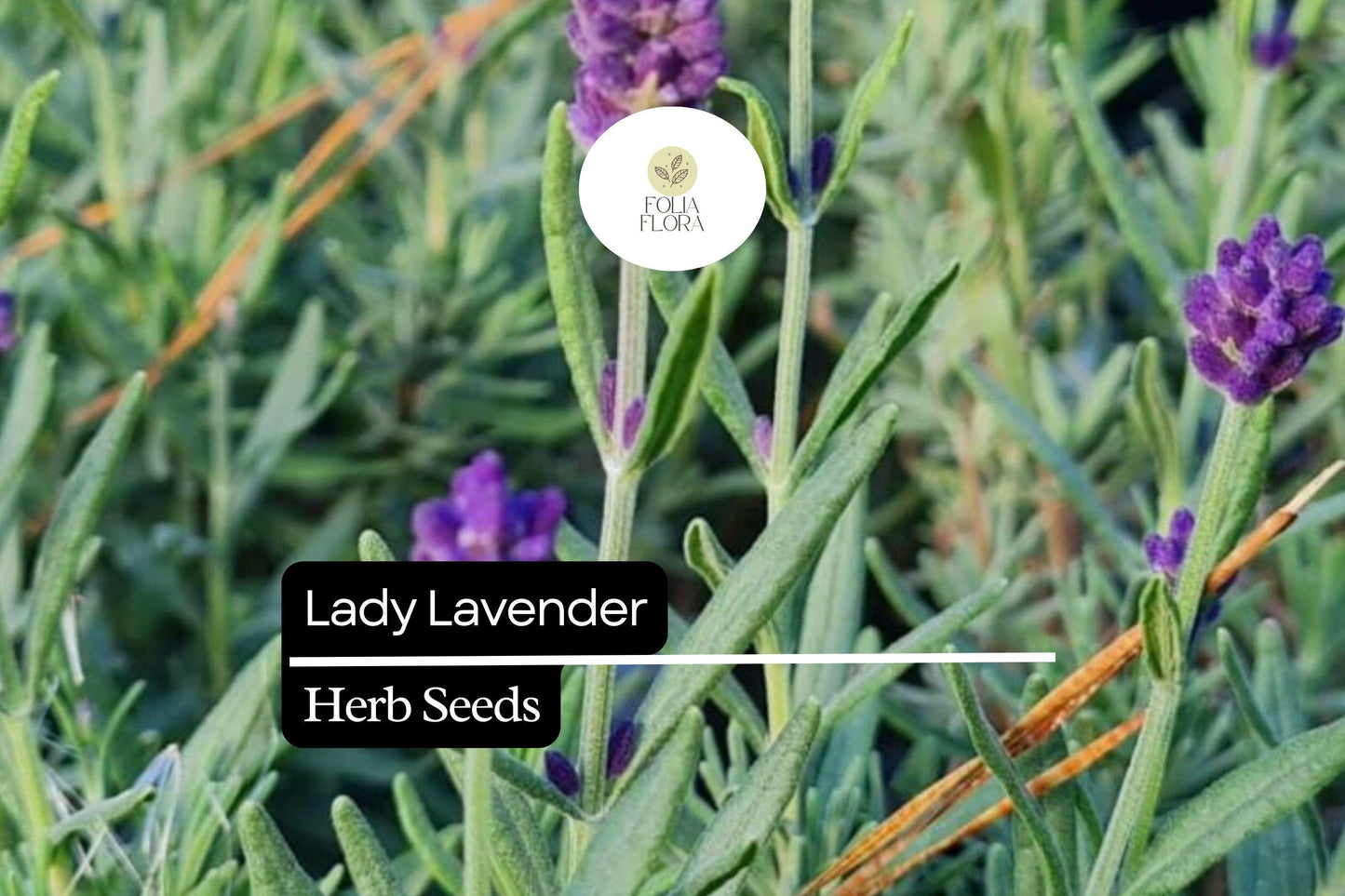 25 Seeds Lady Lavender, Lavandula angustifolia, Fragrant Perennial Herb for Gardens & Aromatherapy