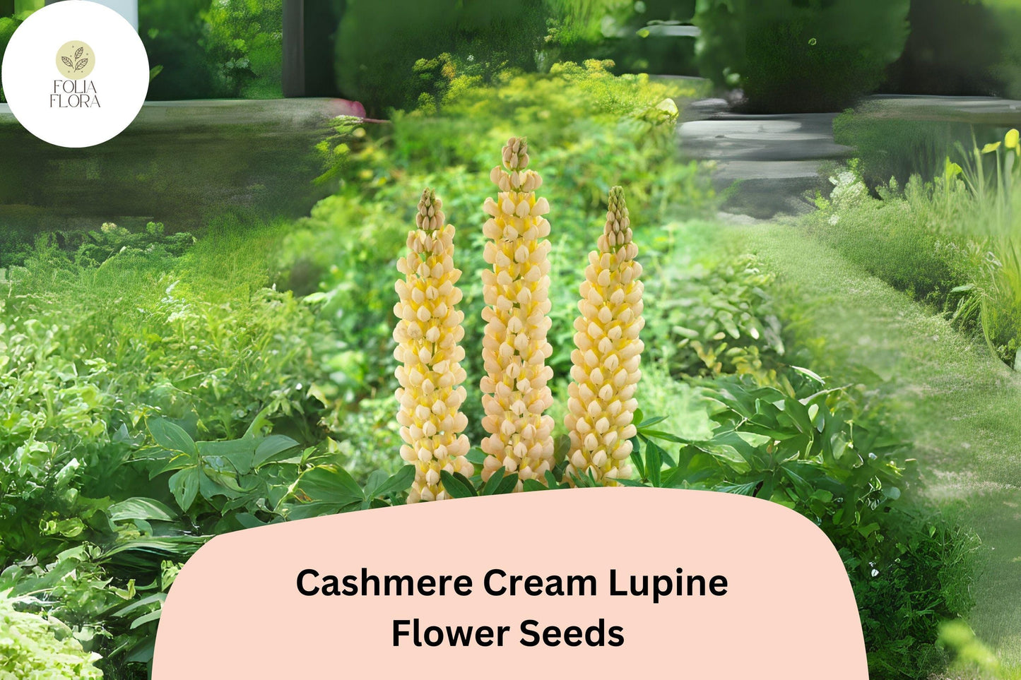 Lupinus ‘Cashmere Cream’ Lupine Seeds – 25+ Elegant Creamy White Blooms for Gardens & Pollinators