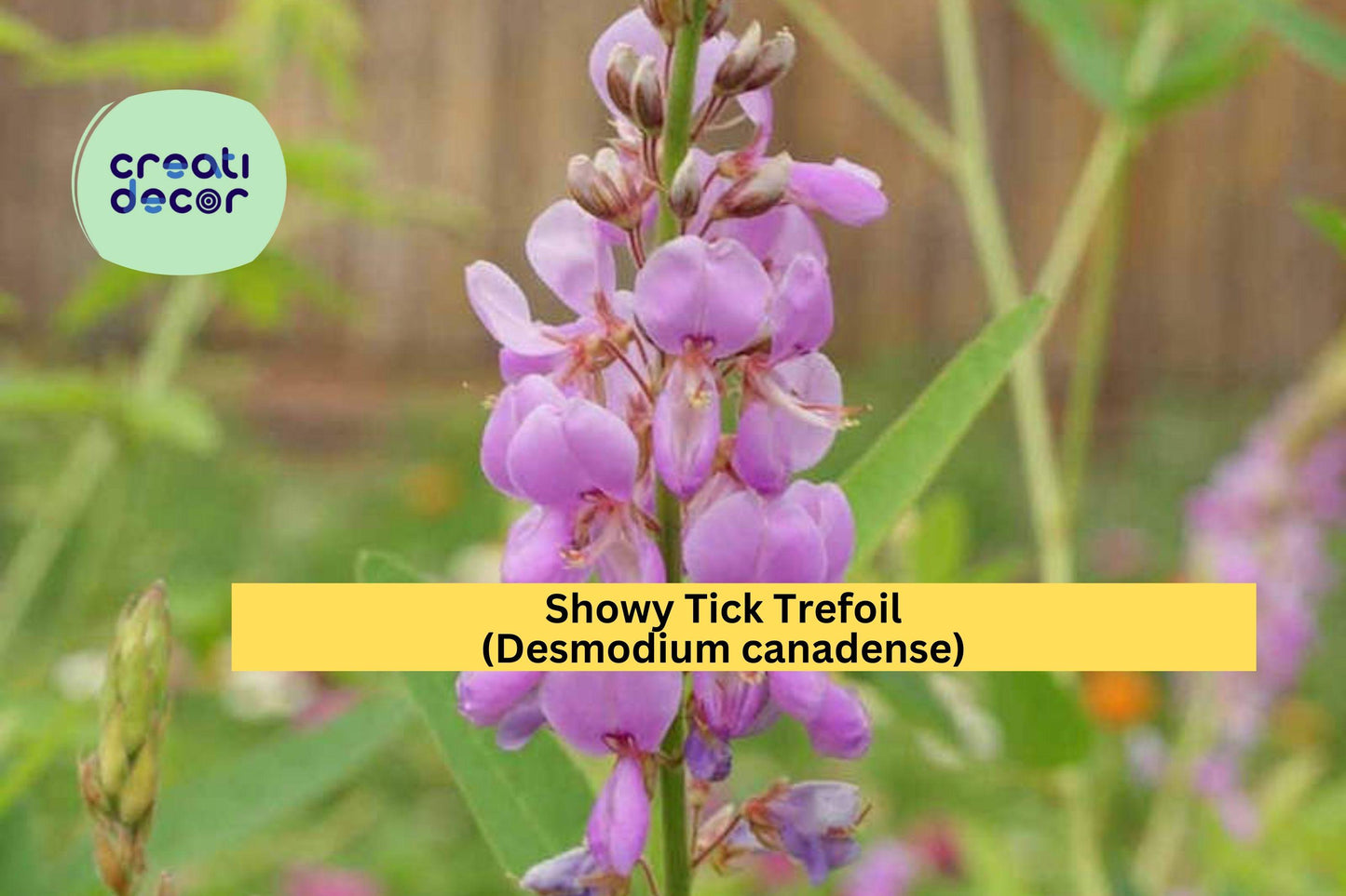 Showy Tick Trefoil Seeds (Desmodium canadense) – 25 Native Legume Seeds | Pollinator Friendly | Purple Blooms | Nitrogen Fixer