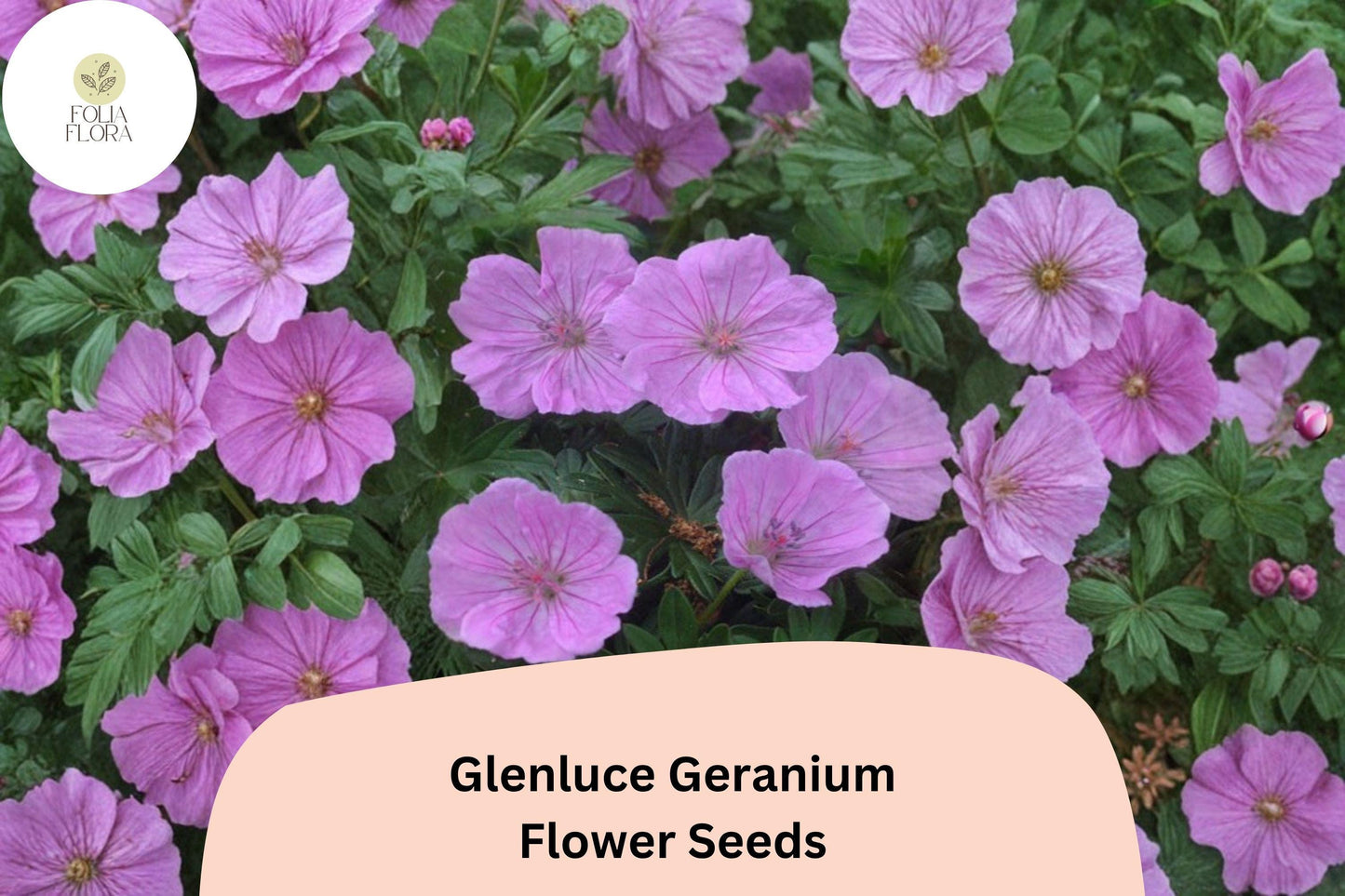 25+ Glenluce Geranium Seeds | Hardy Perennial Cranesbill | Pink-Purple Garden Flowers