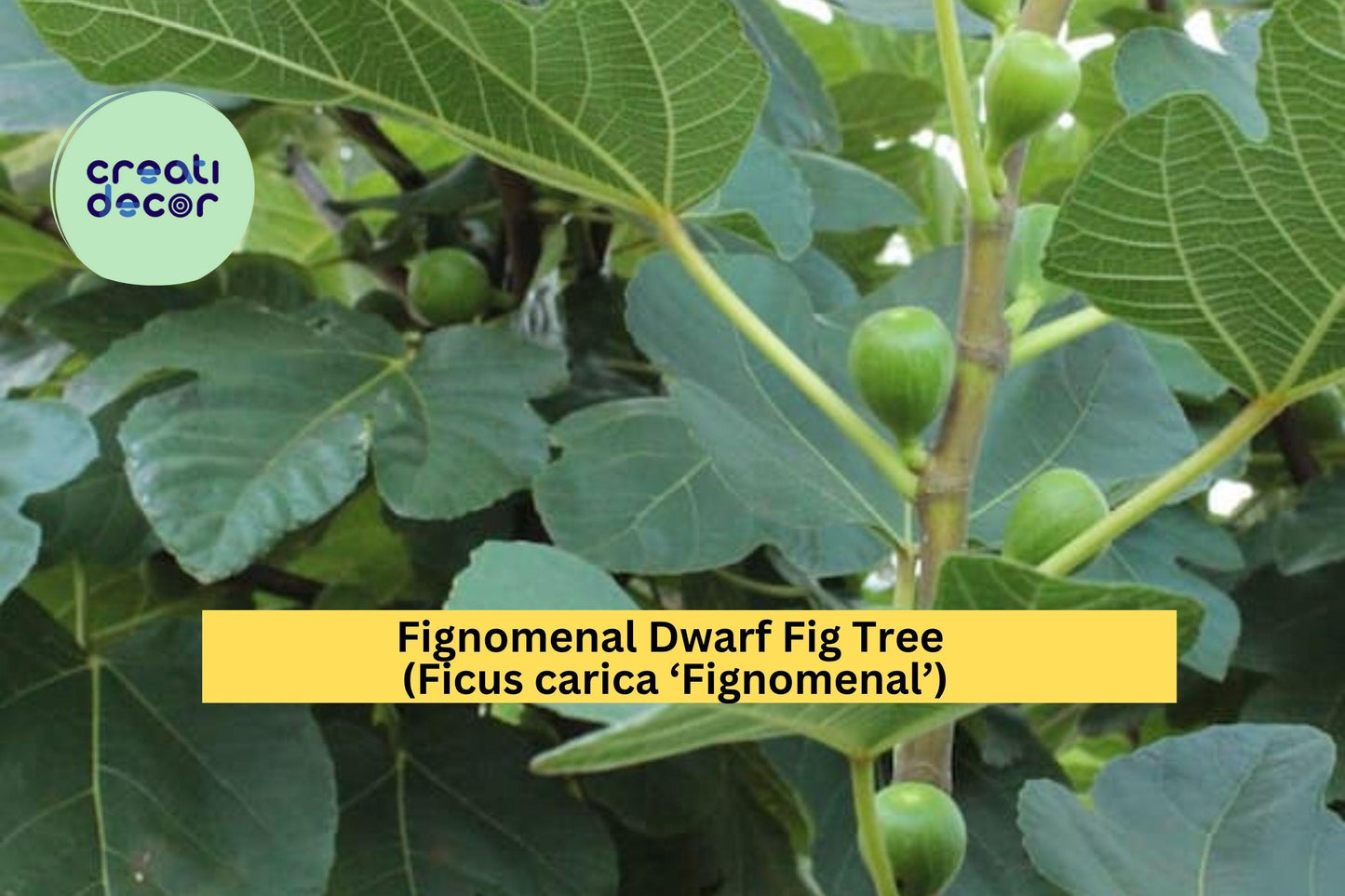 Fignomenal Dwarf Fig Tree – Ficus carica ‘Fignomenal’ – Live Starter Plug or Bare Root Fruit Tree for Patio or Garden
