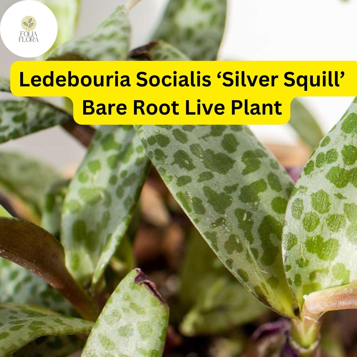 Ledebouria socialis ‘Silver Squill’ | 1 Bare Root Variegated Succulent Plant | Silver-Spotted Leaves, Drought-Tolerant