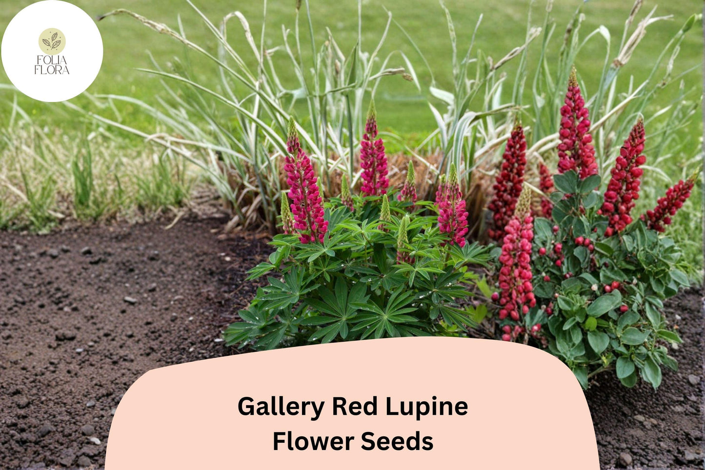 25+ Gallery Red Lupine Seeds | Lupinus polyphyllus | Compact Perennial Lupine for Cottage & Pollinator Gardens
