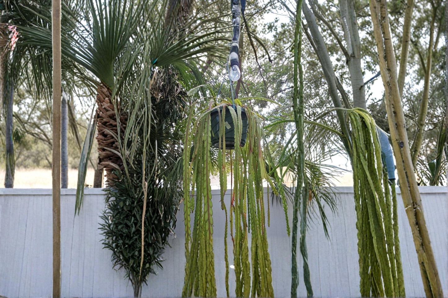 Lepismium cruciforme 4 Cuttings 4" Each White Bloom Epiphytic Cactus