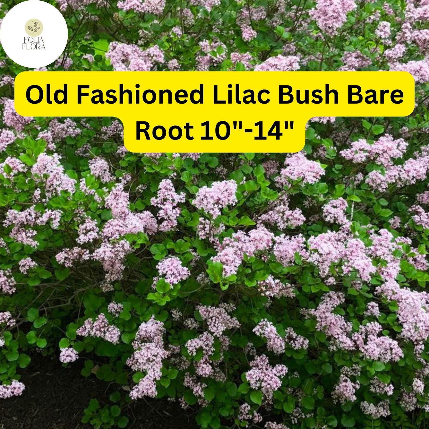 1 Syringa vulgaris Old Fashioned Lilac Bush - Live Bare Root Plant 10"-14" for Zones 3-7 - Fragrant Purple Flowers
