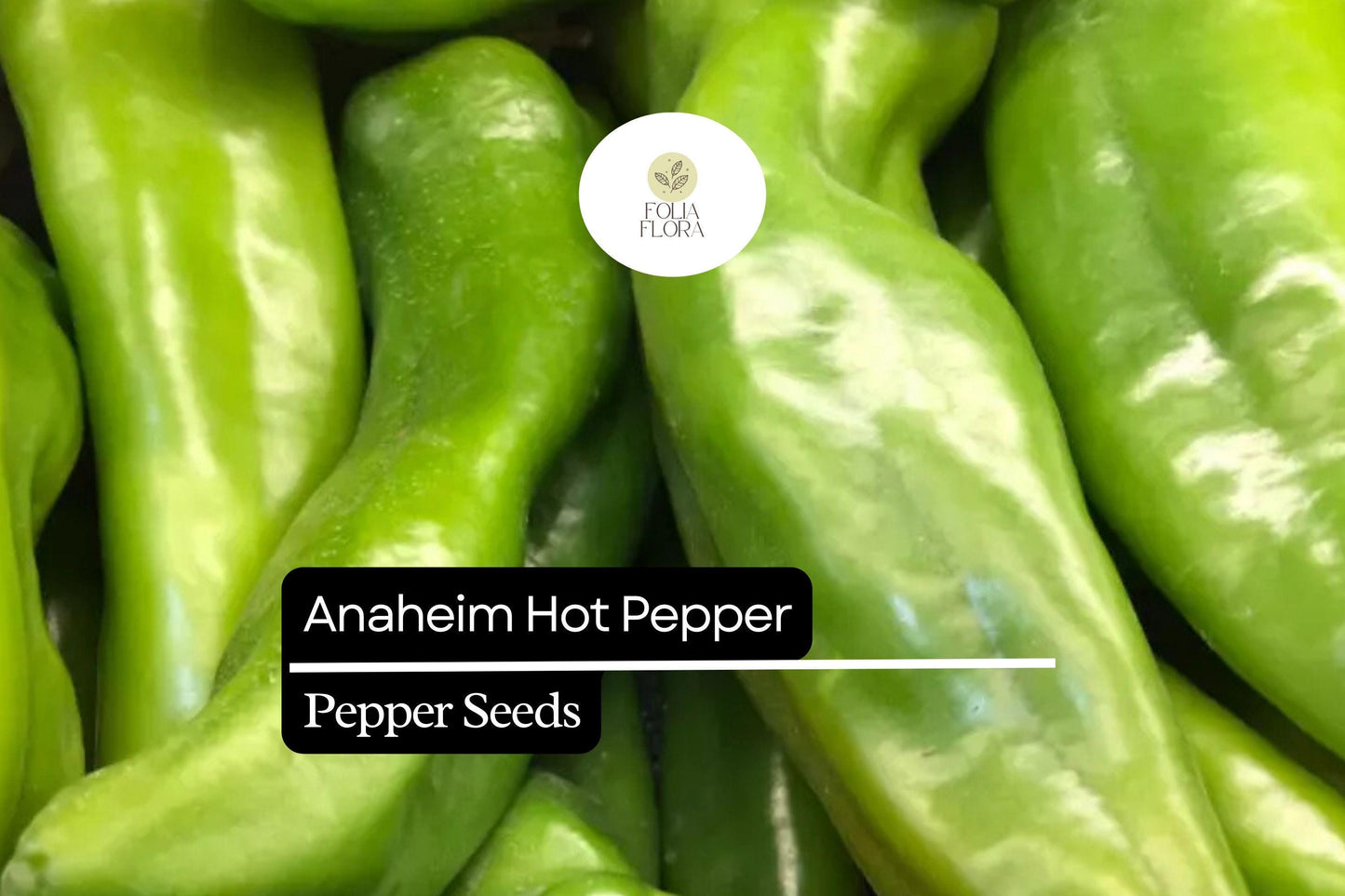 25 Anaheim Pepper Seeds – Capsicum annuum – Mild & Flavorful, High-Yielding, Great for Roasting