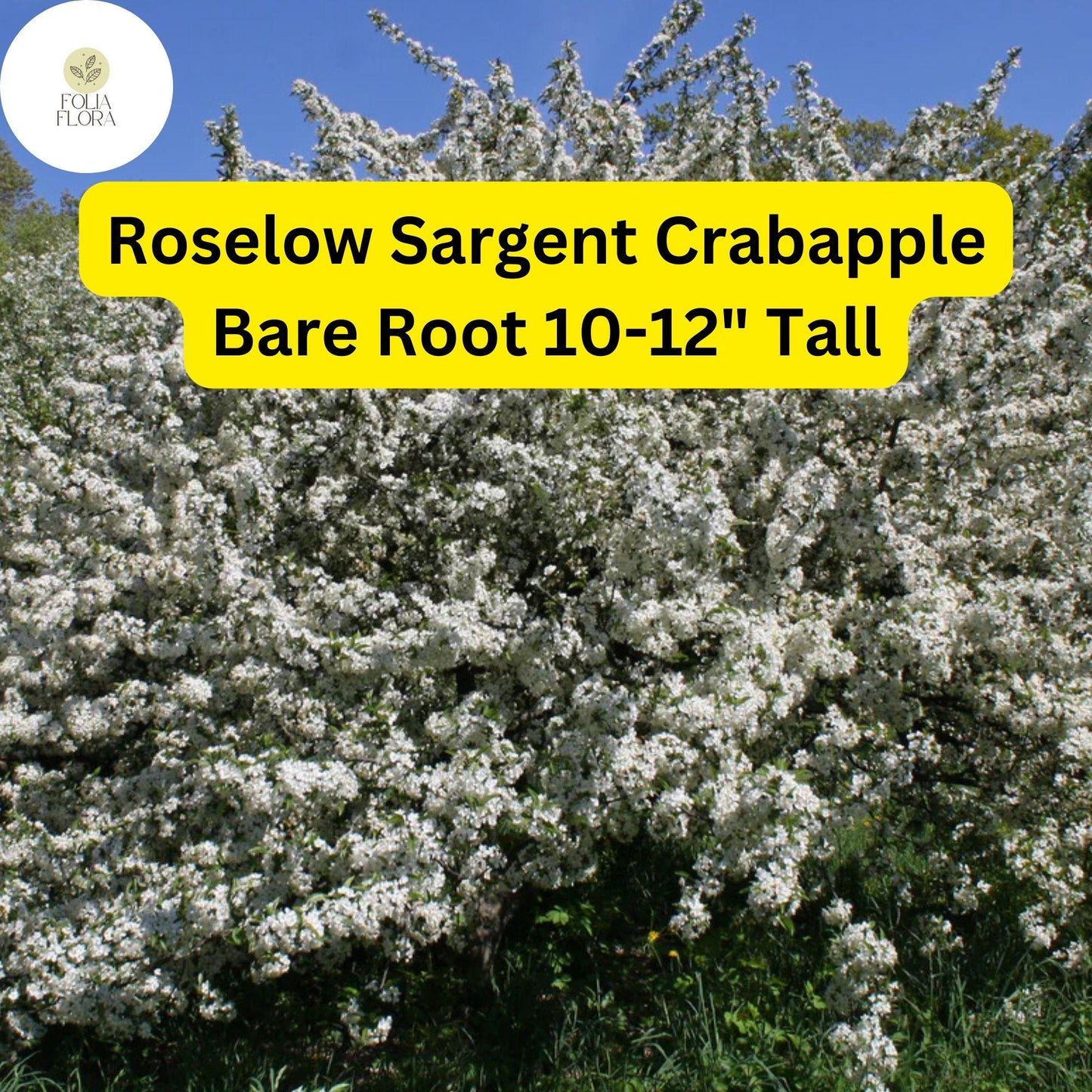1 Roselow Sargent Crabapple Tree (Malus sargentii) Live Bare Root Plant 10-12"