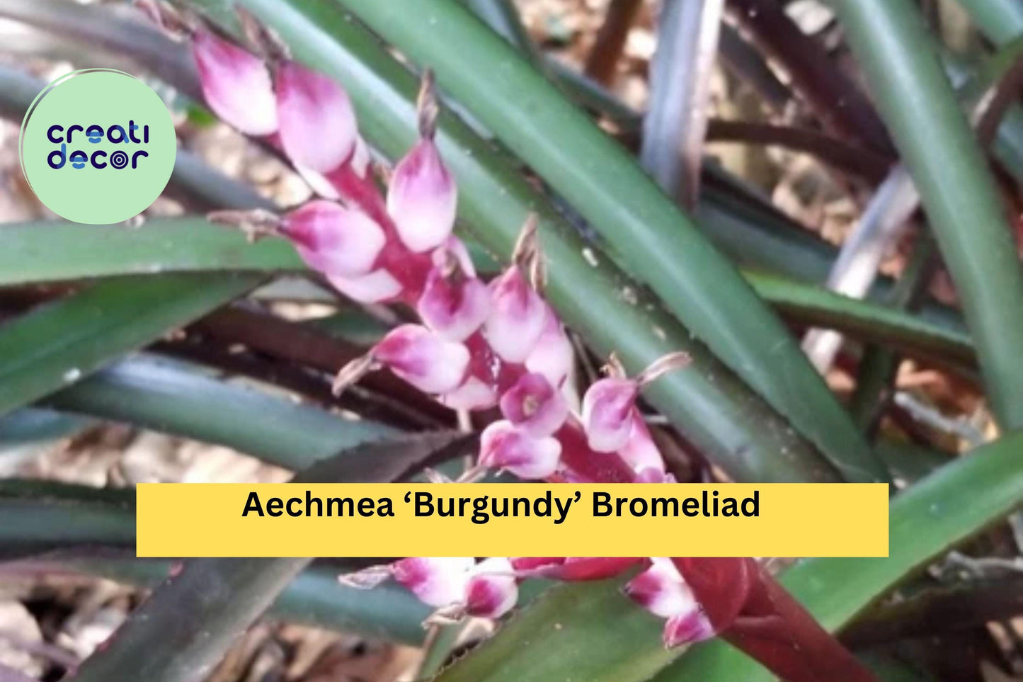 Aechmea ‘Burgundy’ Bromeliad – Live Tropical Houseplant, Deep Red Foliage, Easy-Care Air Plant Family, Grows Indoors or Outdoors