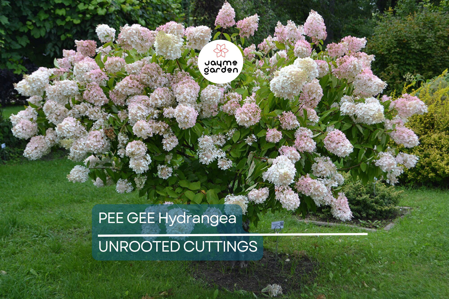 Live Pee Gee Hydrangea Cuttings (8+) | Fresh Unrooted Clones with Rooting Instructions |