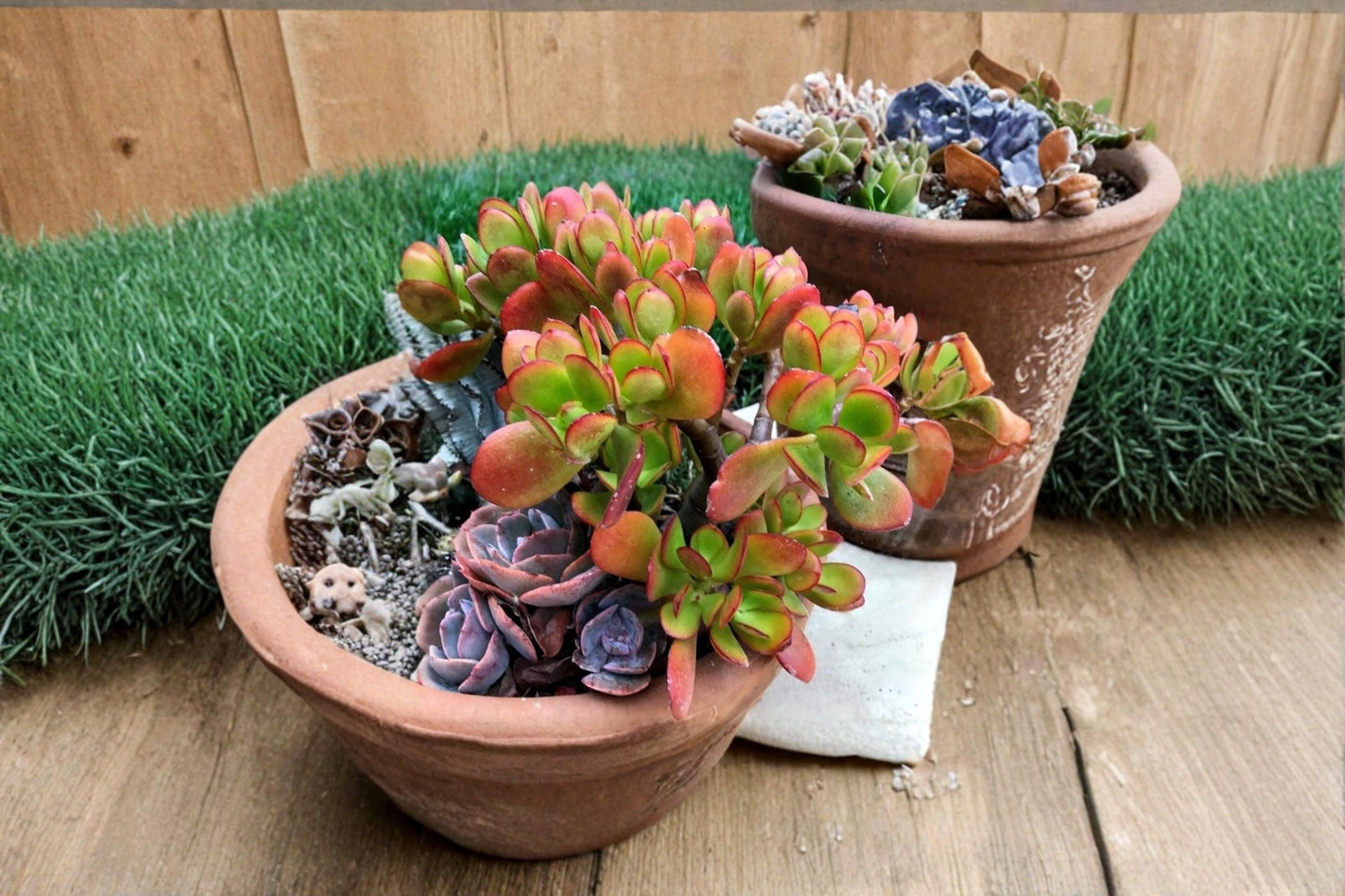 Jade Plant 2 Cuttings 3-5" (Crassula ovata) Unrooted Succulent