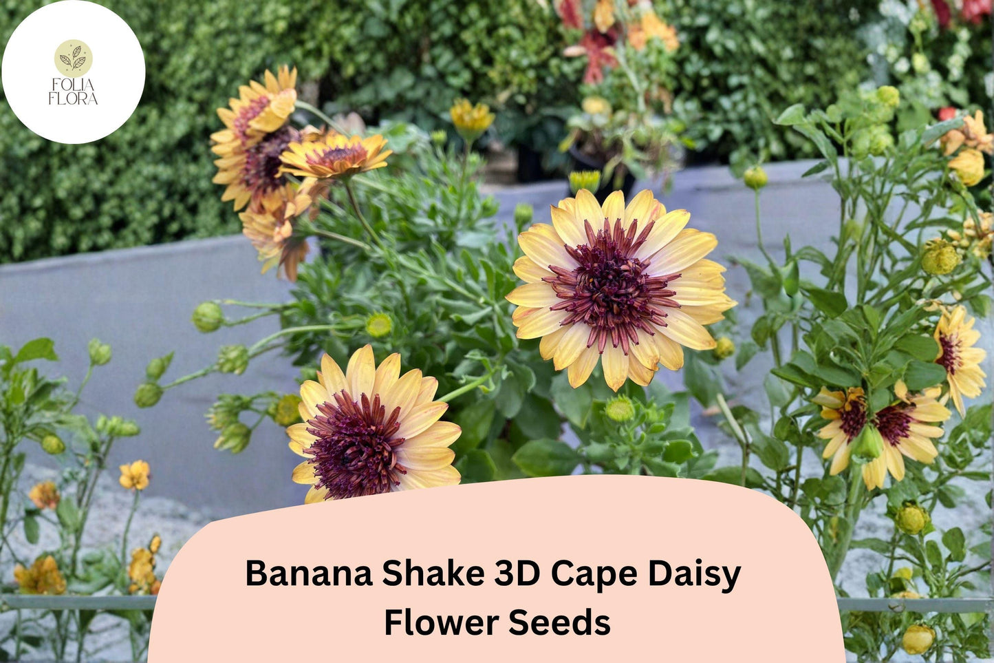 50+ Banana Shake 3D Cape Daisy Seeds | Osteospermum ecklonis | Yellow White Blooms for Pots & Garden Borders