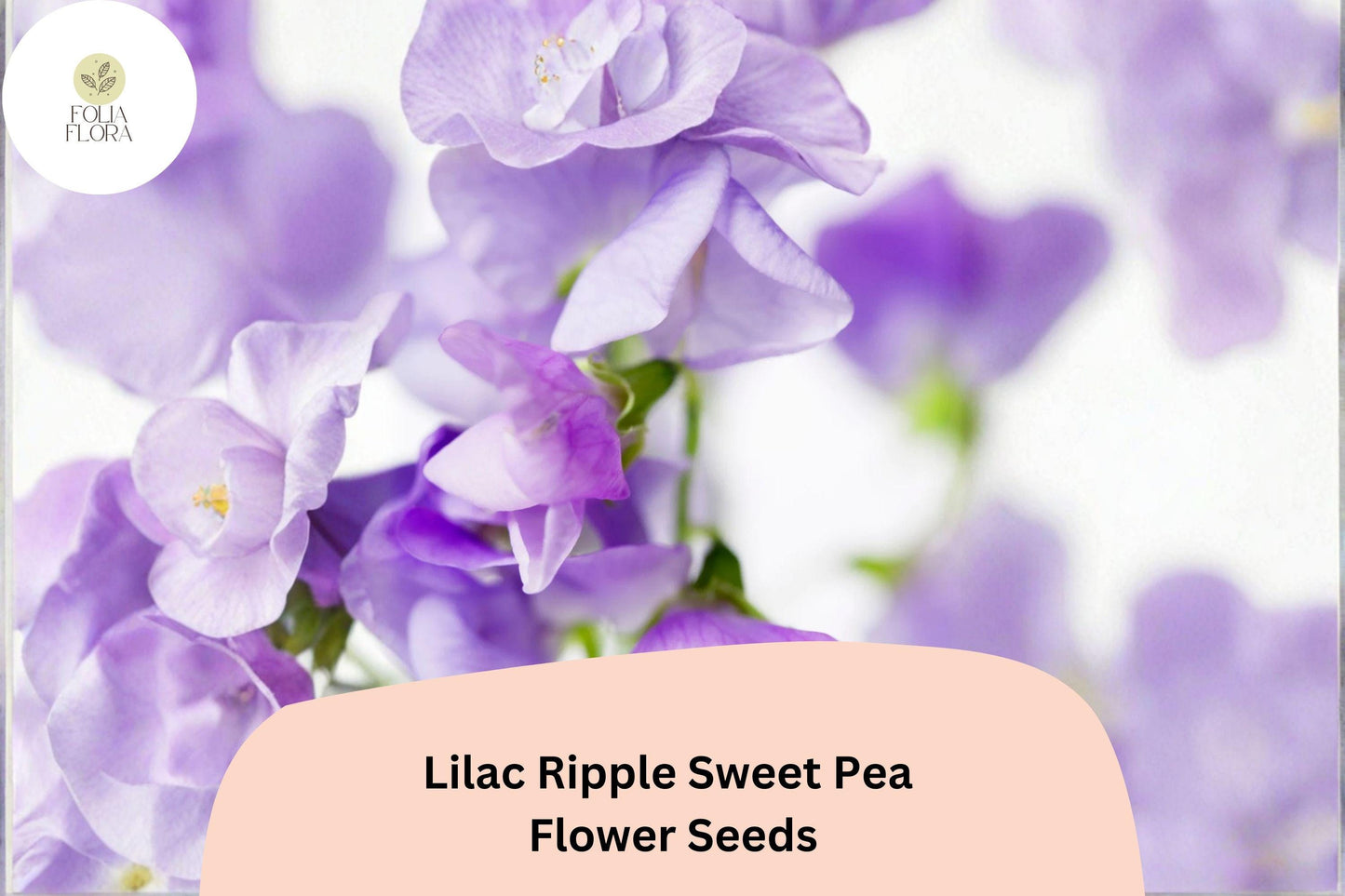 Lilac Ripple Sweet Pea Seeds | Lathyrus odoratus Vine Lilac Purple Flowers Garden (50+ Seeds)