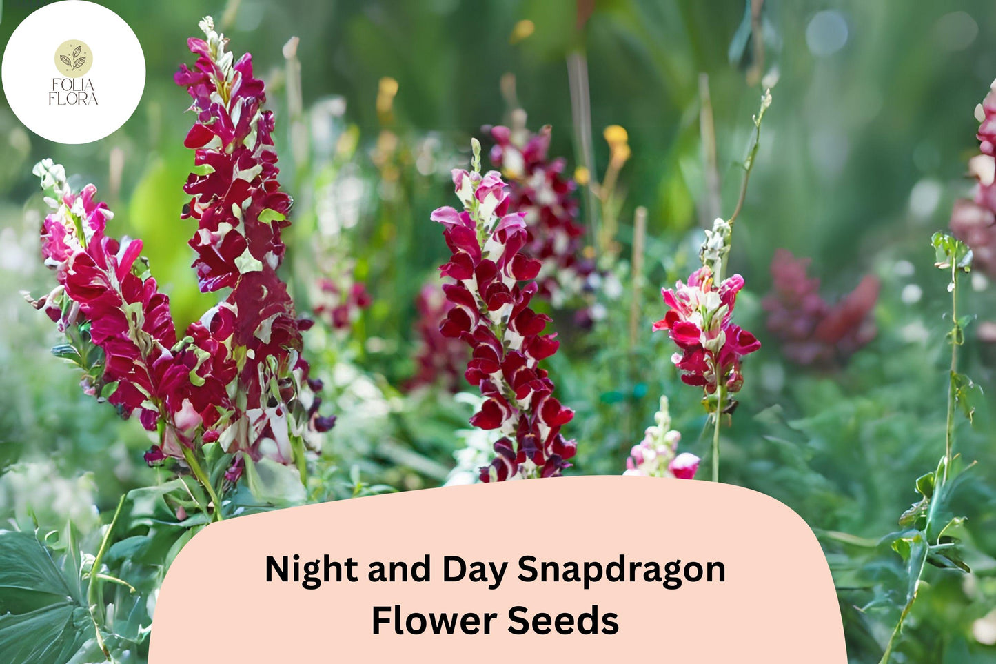Antirrhinum majus Night and Day Snapdragon Seeds – 1000+ Unique Bi-Color Blooms for Garden & Cut Flowers