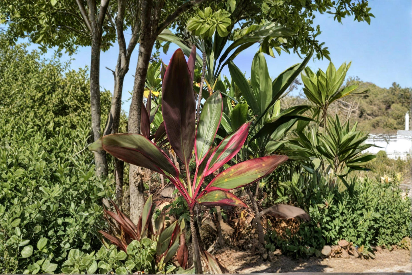 Hawaiian Ti Leaf 3 Cuttings 6 inch Logs (Cordyline fruticosa) Green Pink Red Hybrid