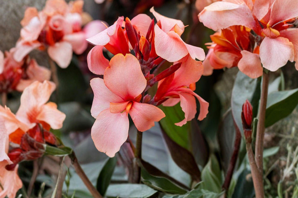 Bareroot Canna ‘Apricot Frost’ | Dwarf Canna Lily Rhizome | Peach Tropical Flower | Pollinator-Friendly Summer Perennial | Full Sun Plant
