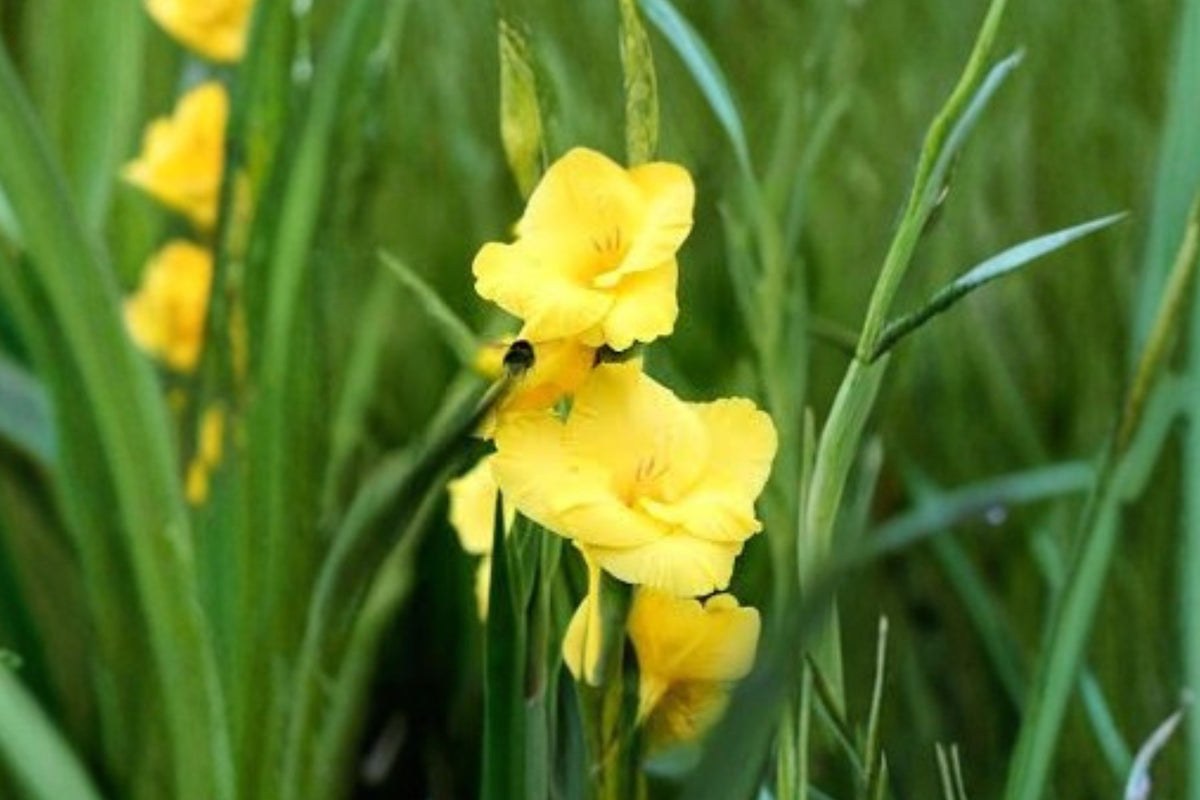 Gladiolus Glamini ‘Sylvia’ | Bright Yellow Compact Gladiolus Bulbs | Dwarf Sword Lily | Summer Blooming Cut Flower | Pollinator Garden Plant