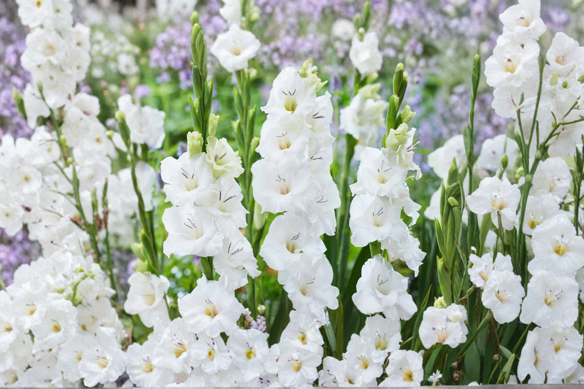 Gladiolus Glamini ‘Blondie’ | White Compact Gladiolus Bulbs | Dwarf Sword Lily | Summer Blooming Cut Flower | Pollinator-Friendly Garden Plant