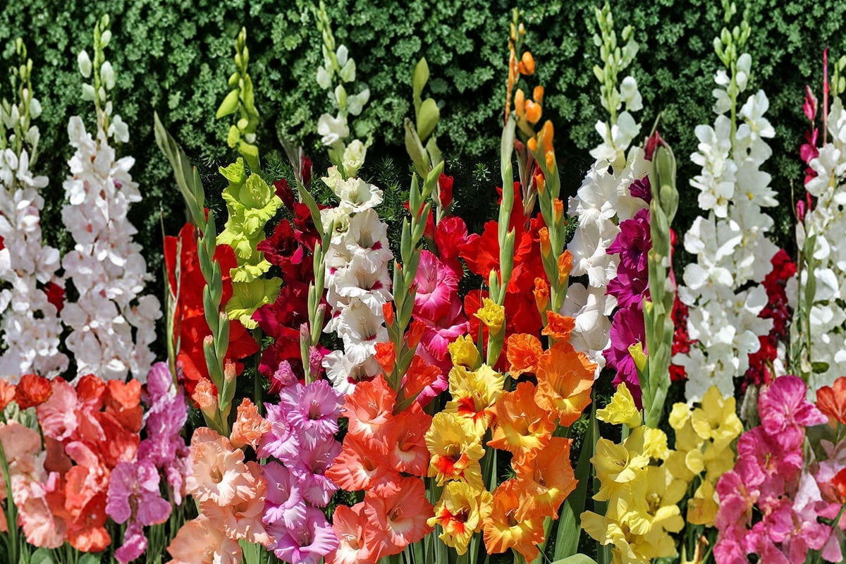 8 Gladiolus Glamini Varieties Collection | Compact Gladiolus Bulbs Mix | Dwarf Sword Lily Bulbs | Summer Blooming Cut Flowers | Pollinator Garden