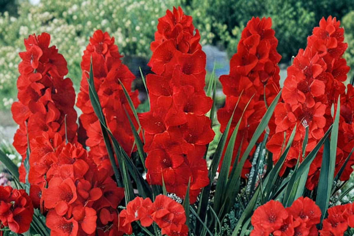 Gladiolus 'Oscar' | Bright Red Gladiolus Bulbs | Tall Sword Lily | Cut Flower Garden | Summer Blooming Perennial | Pollinator-Friendly Flower