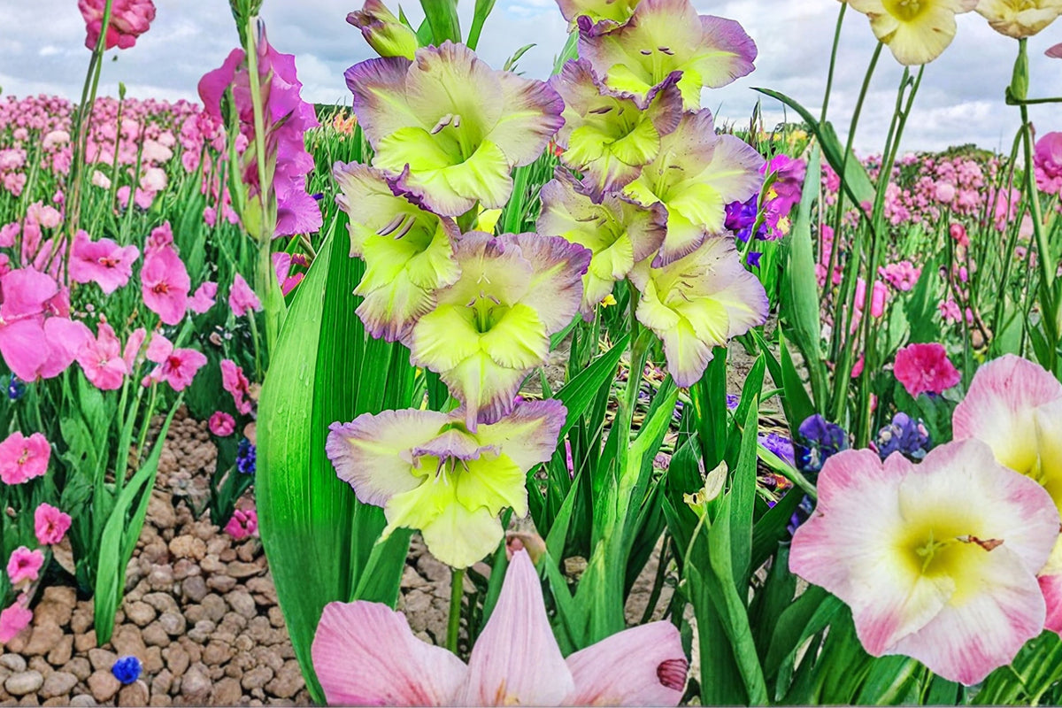 Gladiolus 'Moonlight Shadows' | Bicolor Gladiolus Bulbs | Tall Sword Lily | Purple & Cream Summer Flowers | Cut Flower Garden | Spring Bulbs