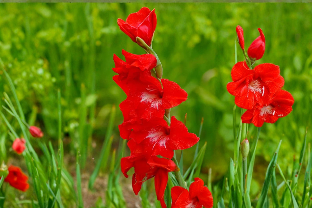 Gladiolus 'Traderhorn' | Bright Red Gladiolus Bulbs | Tall Sword Lily | Red Cut Flowers | Summer Blooming Bulbs | Pollinator Garden | Spring Planting Corms