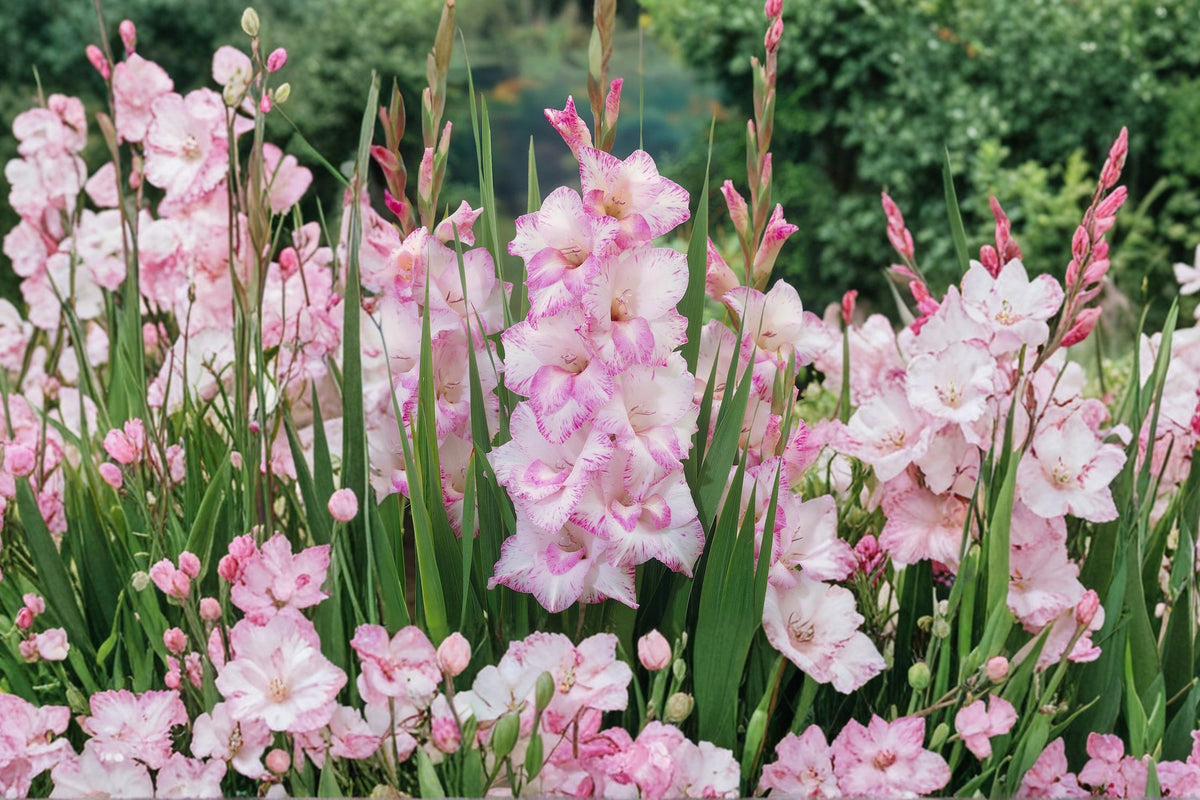 Gladiolus 'My Love' | Pink & White Gladiolus Bulbs | Tall Sword Lily | Romantic Cut Flowers | Summer Blooming Bulbs | Pollinator Garden | Spring Planting Corms