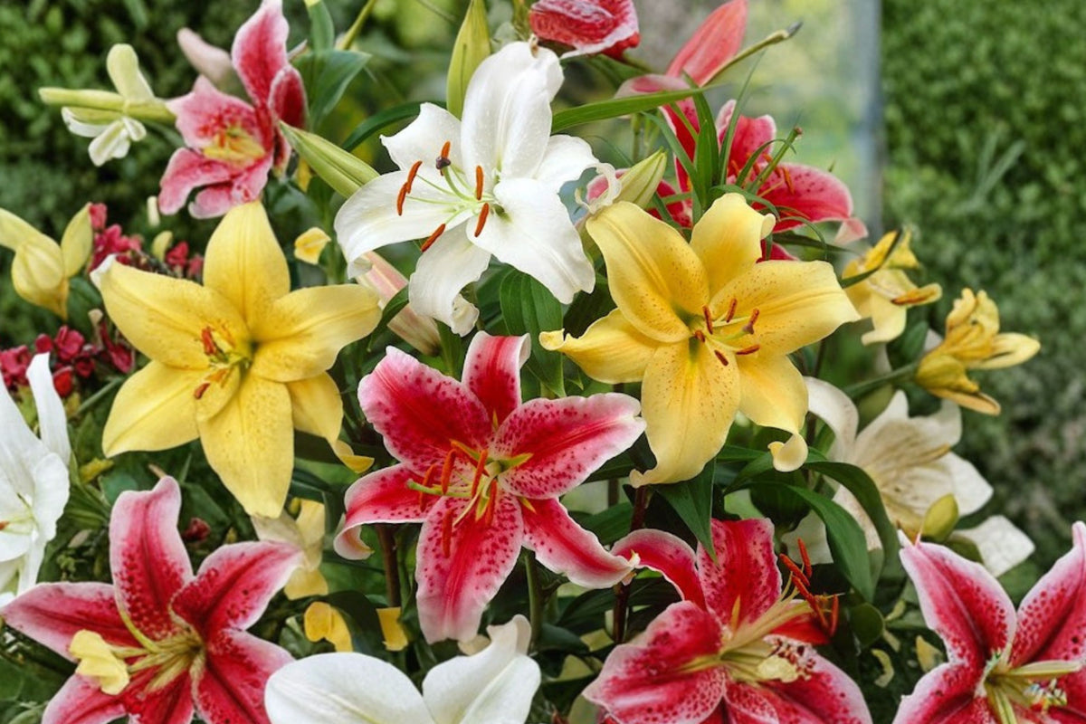 Oriental Lily Bulbs | Grower's Choice Lily Mix | 5-10 Different Lilium Varieties | Fragrant Summer Blooms | Perennial Flower Bulbs | Cut Flower Garden