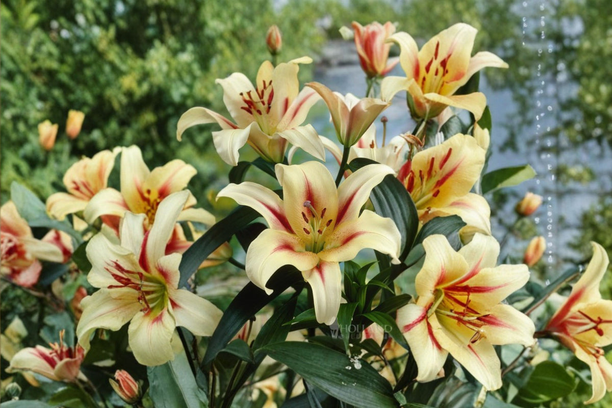 Lilium OT 'Lavon' | Giant Orienpet Lily Bulb | Fragrant White & Red Lily | Tree Lily | Tall Perennial Flower | Cut Flower Garden | Bareroot Lily