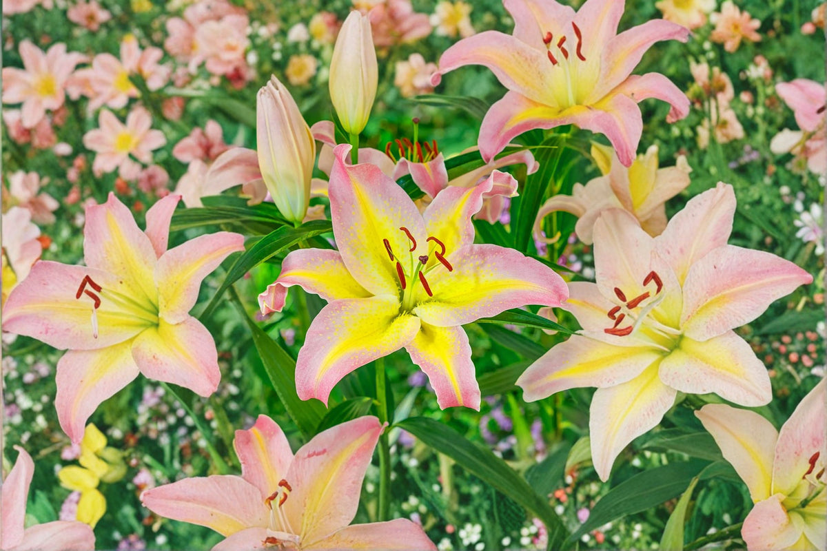 Lilium O 'Hocus Pocus' | Fragrant Oriental Lily Bulb | Pink & Yellow Lily Flower | Bareroot Lily | Perennial Flower | Cut Flower Garden