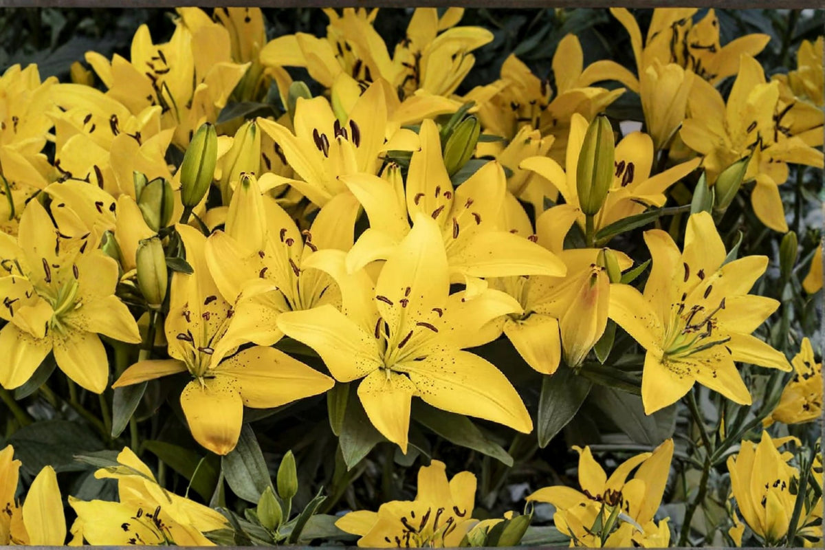 Lilium O 'Golden Stargazer' | Fragrant Oriental Lily Bulb | Yellow Lily Flower | Bareroot Lily | Perennial Flower | Cut Flower Garden