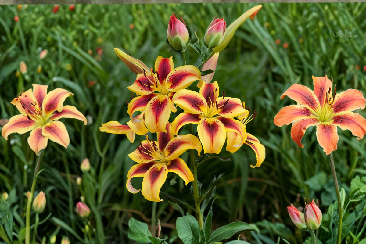 Lilium AO 'Viva La Vida' | Bicolor Lily Bulb | Fragrant Yellow & Red Lily | Tall Perennial Flower | Bareroot Lily | Cut Flower Garden