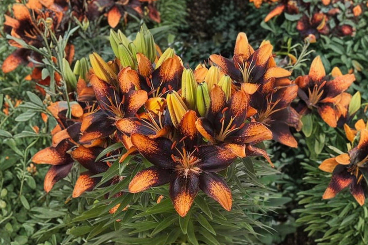 Lilium A 'Trendy Las Palmas' | Bi-Color Asiatic Lily Bulb | Orange & Black Lily | Compact Perennial Flower | Bareroot Lily | Cut Flower Garden