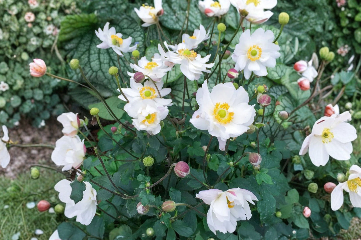 Anemone 'Fantasy Snow Angel' | White Windflower Live Plant | Semi-Double Anemone | Flowering Perennial | Pollinator Friendly | 4.5 Inch Pot