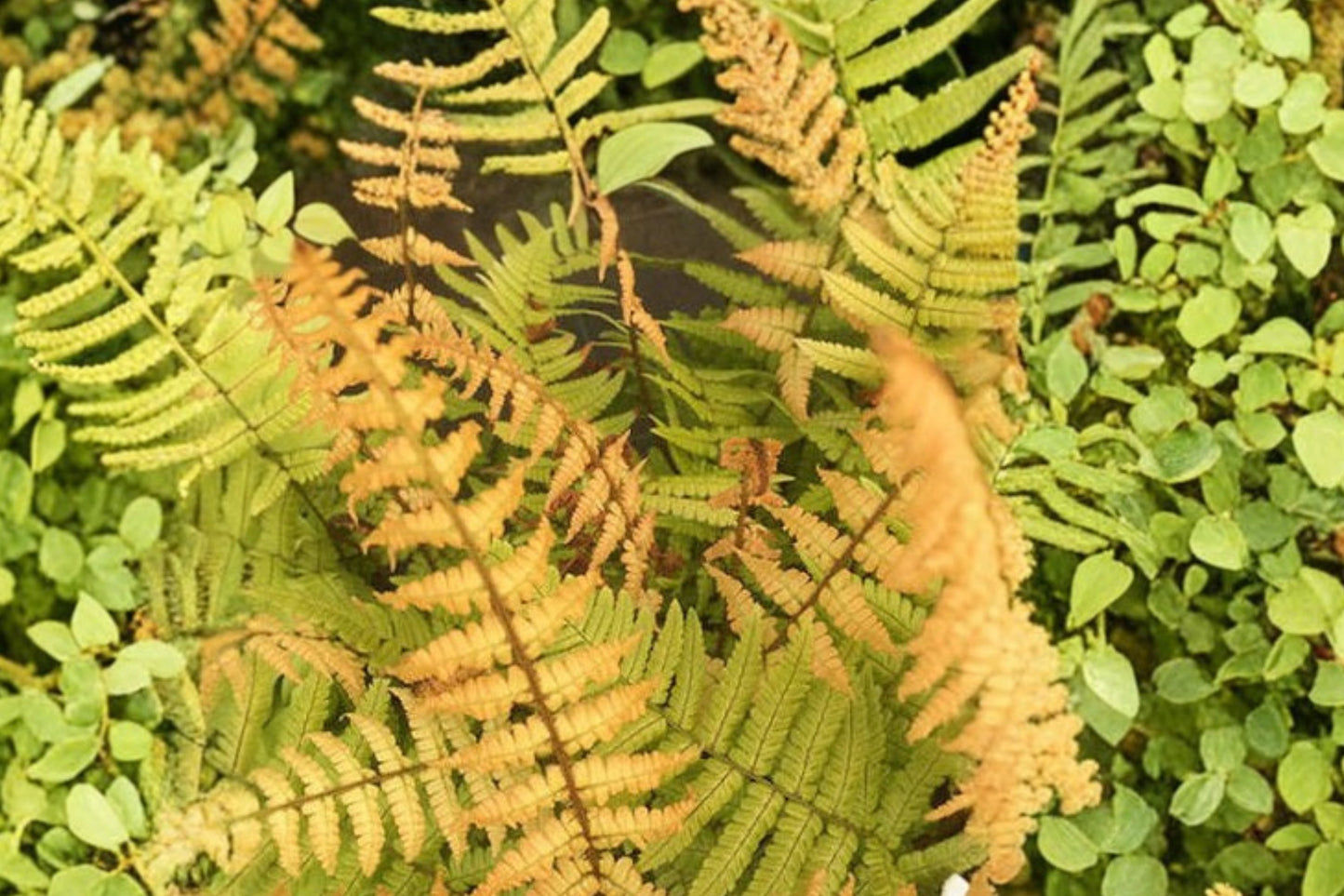 Dryopteris wallichiana 'Jurassic Gold' | Gold Wallich's Wood Fern | Hardy Shade Perennial | Golden Foliage Fern | Live Plant | 3.5 Inch Pot