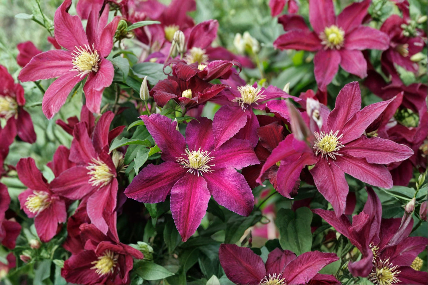 Clematis 'Niobe' | Dark Red Clematis Vine | Burgundy Flowering Vine | Climbing Perennial | Trellis Plant | 1 Gallon Live Plant