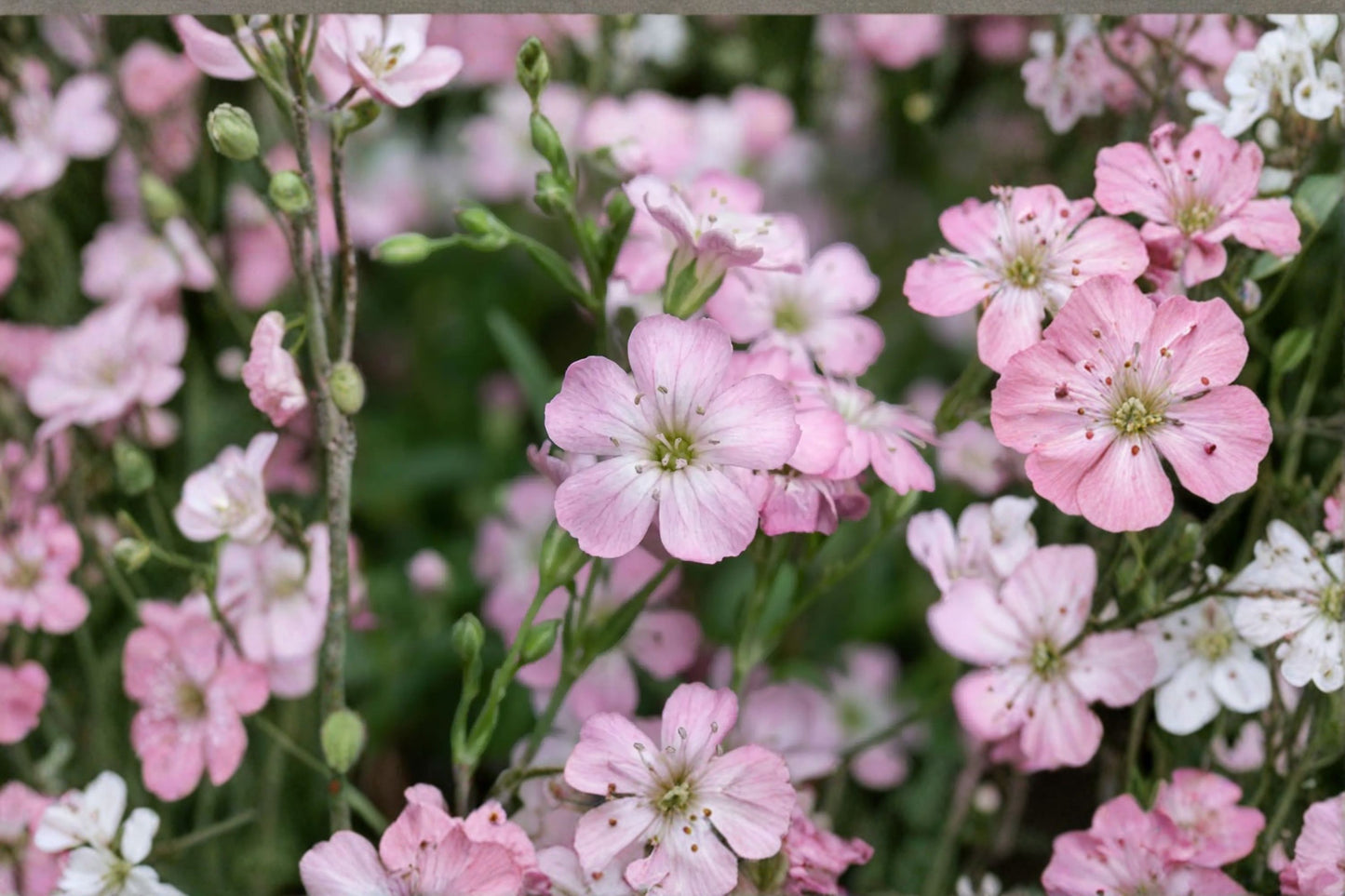 Gypsophila repens 'Rosea' | Pink Baby's Breath | Clumping Groundcover Perennial | Rock Garden Plant | Drought Tolerant | 3.5 Inch Pot