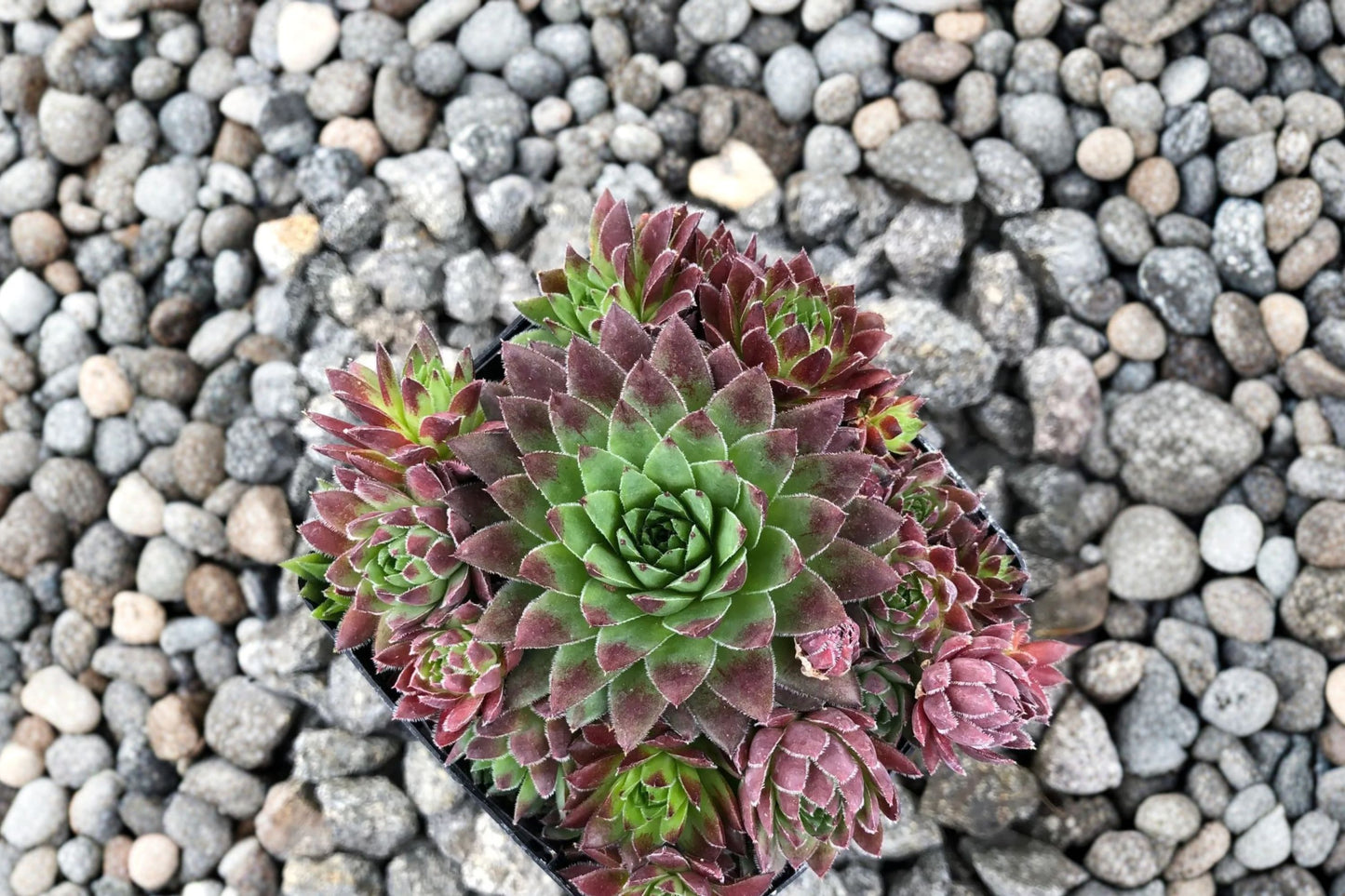 Jovibarba 'Hedgehog' | Roly Poly Succulent | Color Changing Hens & Chicks | Cold Hardy Succulent | Rock Garden Plant | Plug or Live Plant