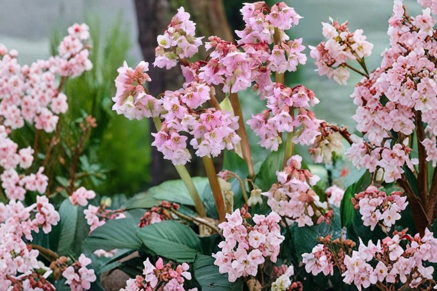 Bergenia 'Baby Doll' | Elephant Ear Perennial | Pink Flowers | Evergreen Shade Plant | Deer Resistant | Live Plant