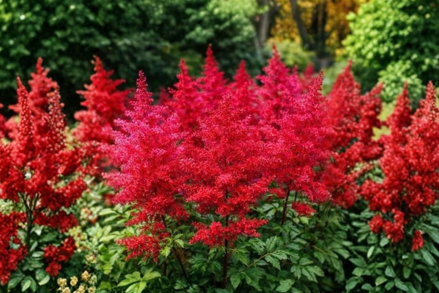 Astilbe 'Fanal' | False Goat's Beard | Deep Red Astilbe | Shade Perennial | Deer Resistant | Live Plant